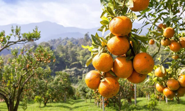 Beteg a mája? Ez a hétköznapi gyümölcs segíthet