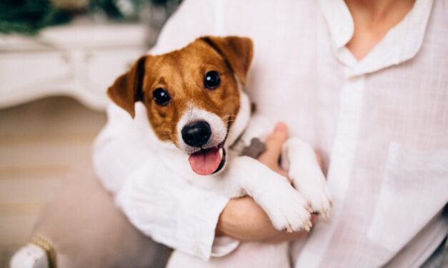 Kimutatták: sok nő a gyereknevelés előszobájaként tekint a kutyatartásra