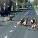 Vírusként terjed egy balatoni videó a közösségi médiában