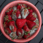 Veszélyes betegséget is okozhat a rejtett penész: így ismerd fel és szüntesd meg az otthonodban