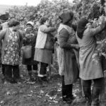 Hódít a nagyi short: ezt kell tudnod 2026 egyik legfurcsább divattrendjéről