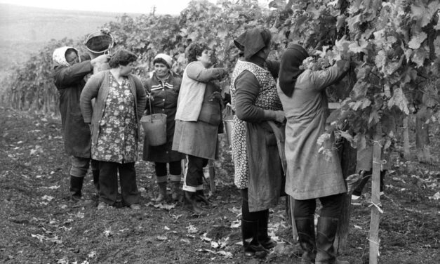 Hódít a nagyi short: ezt kell tudnod 2026 egyik legfurcsább divattrendjéről