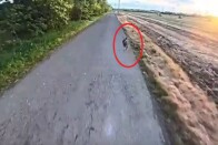 Nyilatkozott a magyar rolleres, akit lerúgott egy nyúl