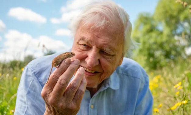 Századik születésnapját ünnepli Sir David Attenborough