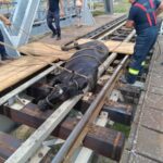 Vasúti sínek közé szorult lovat mentettek a tűzoltók (videó)