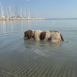 Ide viheted a kutyádat a Balatonnál, ha csobbannátok egyet a kánikulában