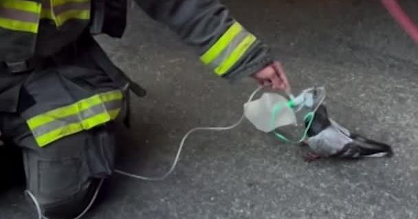 Oxigénmaszkkal mentettek meg egy galambot a tűzoltók – milliókat meghatott a videó
