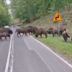 Olyan állatok tartották fel a forgalmat, amelyektől meghűl a vér az autósok ereiben