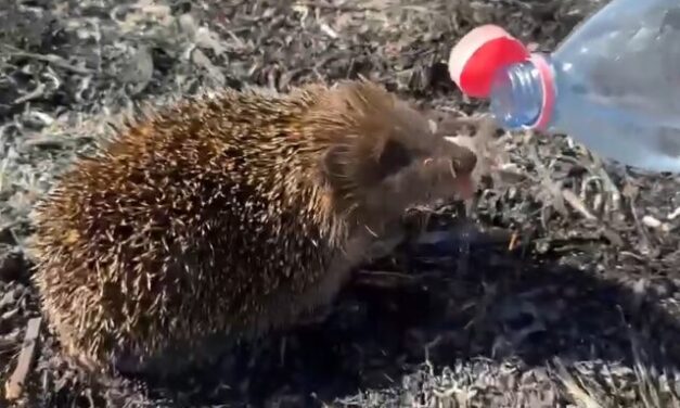 A maradék vizükből itatták meg a lánglovagok a szomjazó sünit