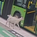 Váratlan utasok: két kecske száll fel egy buszra  _ videó
