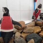 Ennél cukibbat nem látsz ma: nézd, milyen mellényben gyógyulnak a pingvinek! (videó)