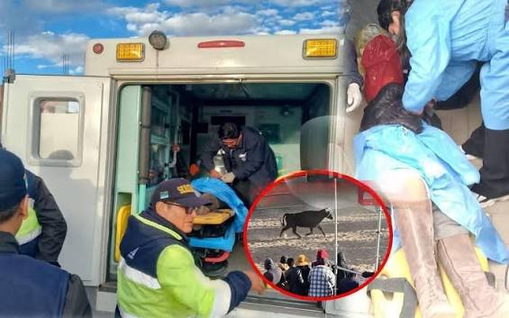 Brutális halál, elszabadított bika öklelt fel egy nőt, azonnal érkezett a mentőhelikopter