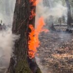 Veszélyes beavatkozás: videón, ahogy kidöntötték a lángoló fát az erdőben a tűzoltók
