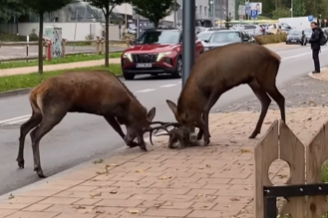 Szarvasbikák csatáztak a város kellős közepén, videóra vették a brutális küzdelmet